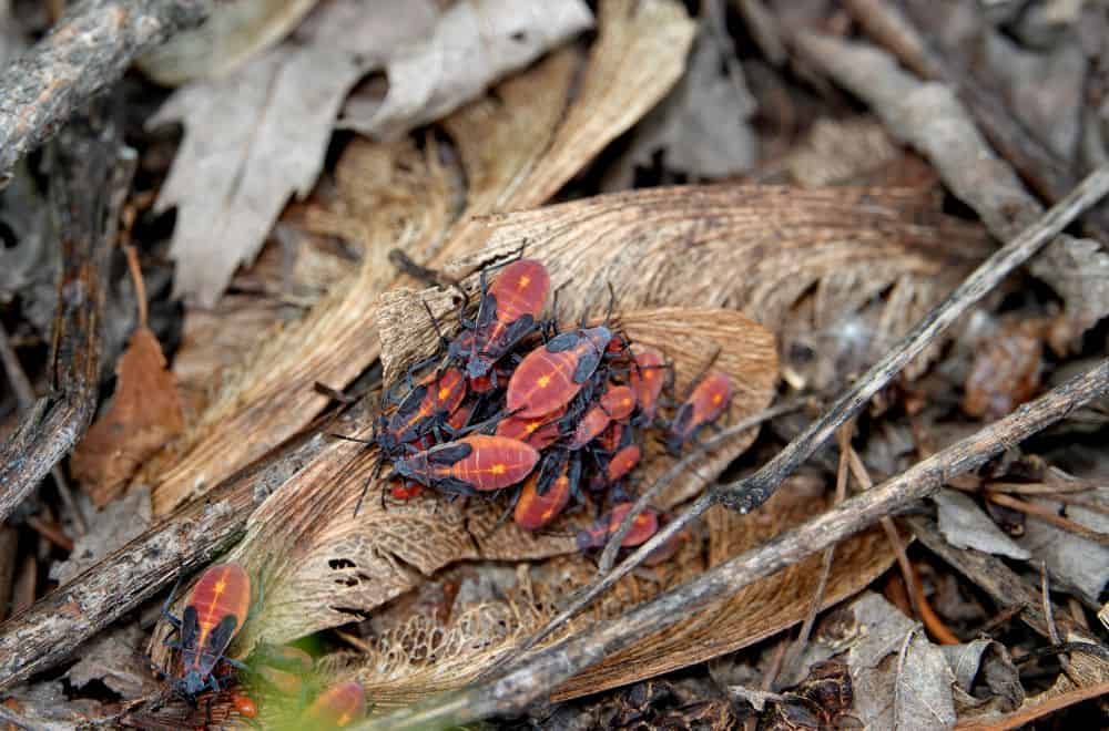 What are boxelder bugs 1