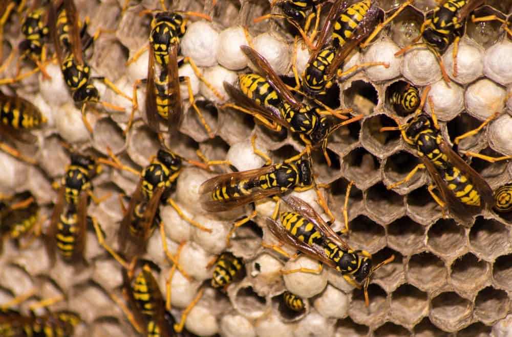 What attracts wasps to build nests1