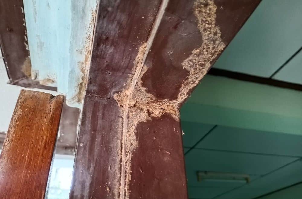 What can you do if you have a termite infestation1