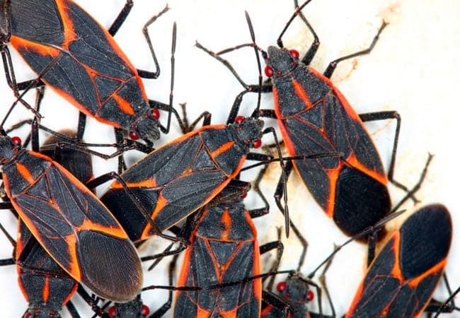 What to do about boxelder bugs inside 1