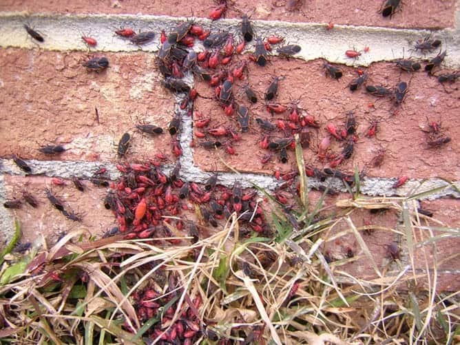 What to do about boxelder bugs swarms outside 1