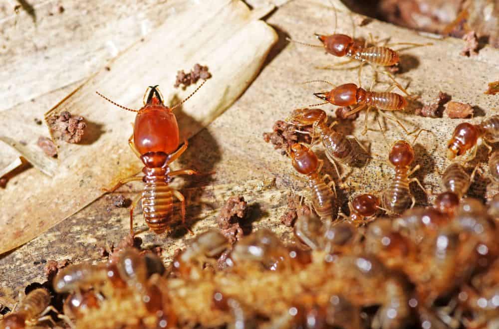 What’s the difference between ants and termites?1