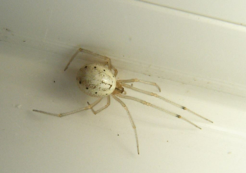 White Candy Striped Spiders 1
