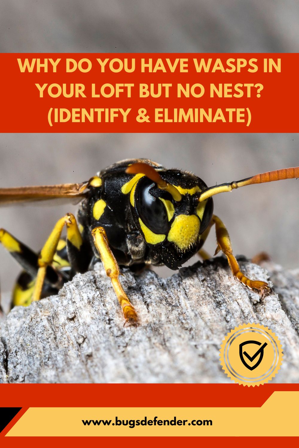Why Do You Have Wasps in Your Loft but No Nest pin1