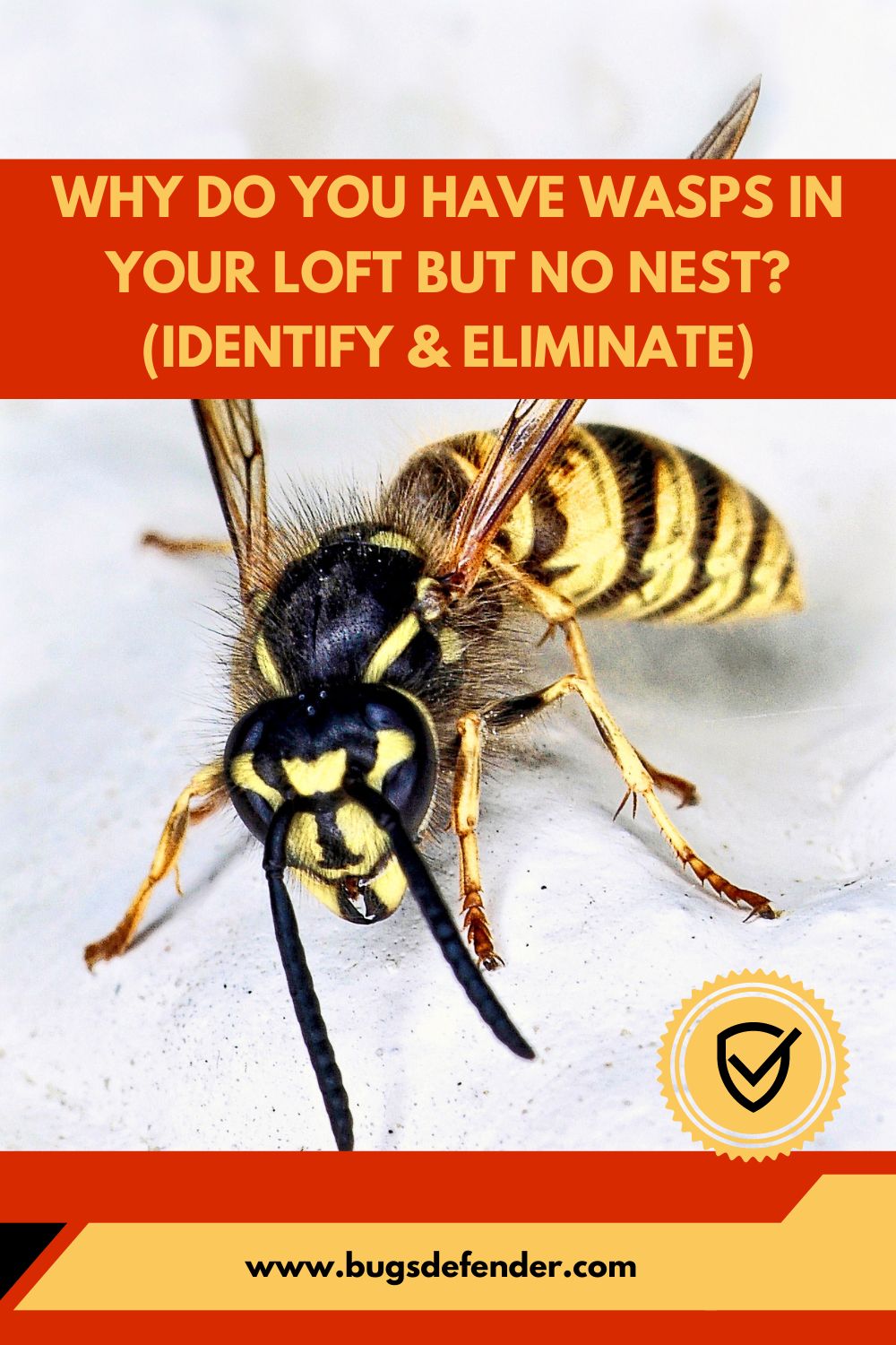 Why Do You Have Wasps in Your Loft but No Nest pin2