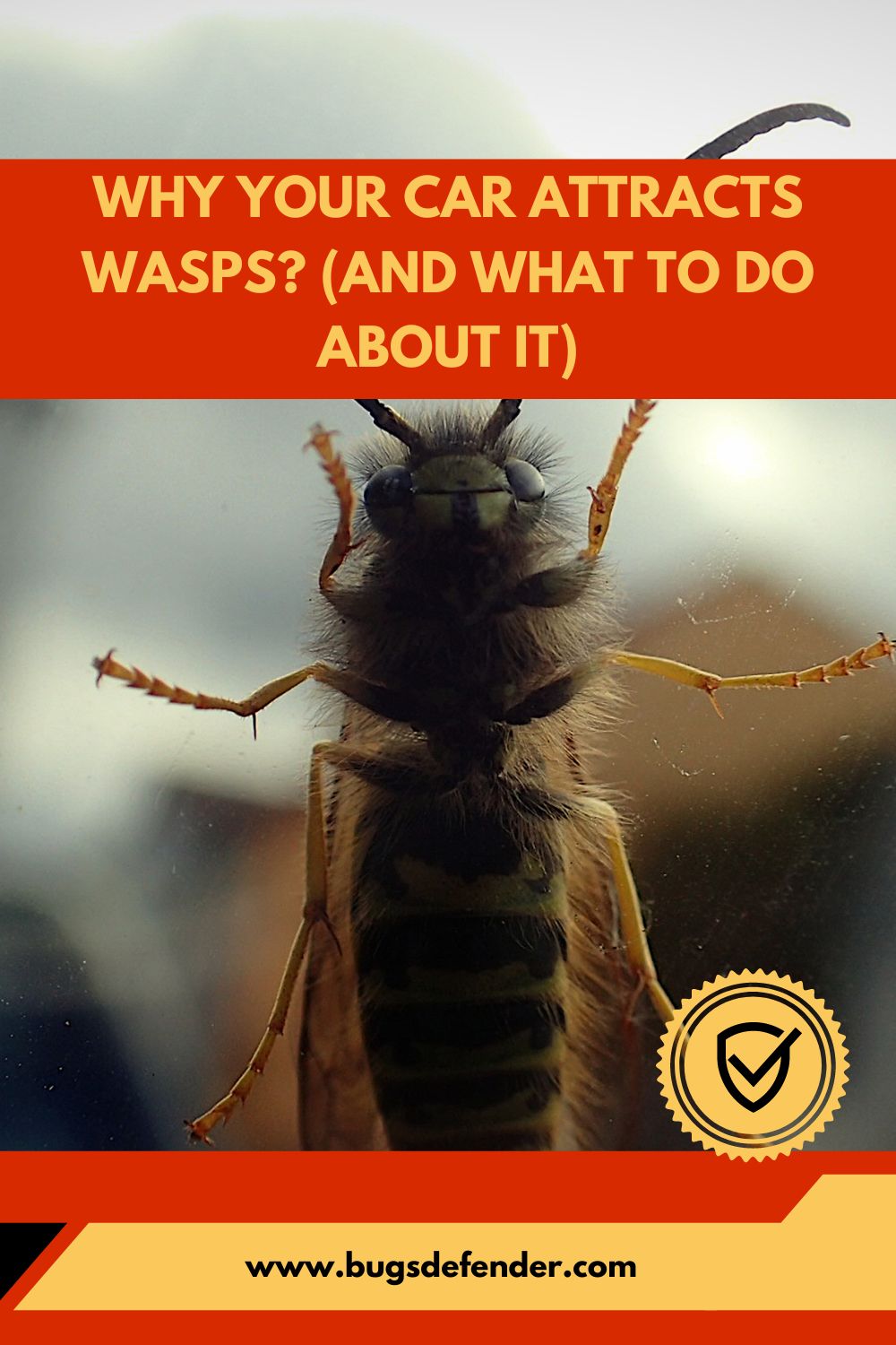 Why Your Car Attracts Wasps pin1