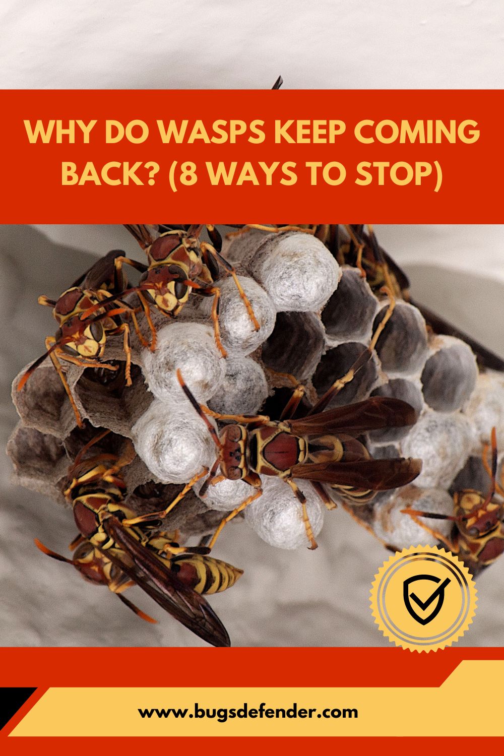 Why do Wasps Keep Coming Back pin2
