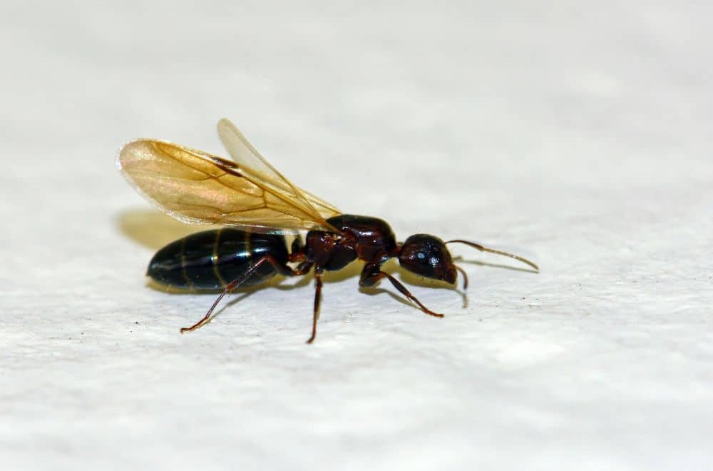 Winged ants (Alates)1