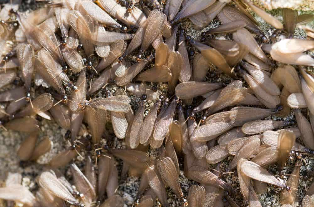 Winged termites (Swarmers, Alates)1