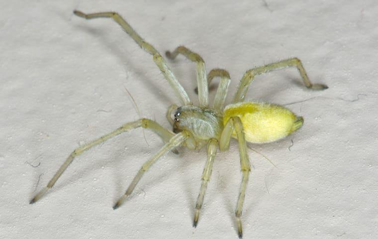Yellow Sac Spiders/White Sac Spiders 1