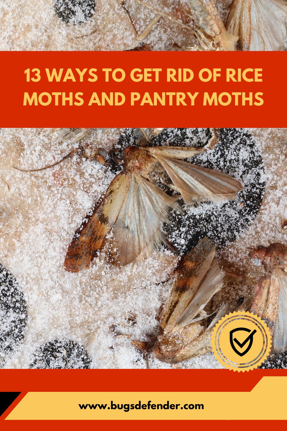 how to get rid of rice moths pin1