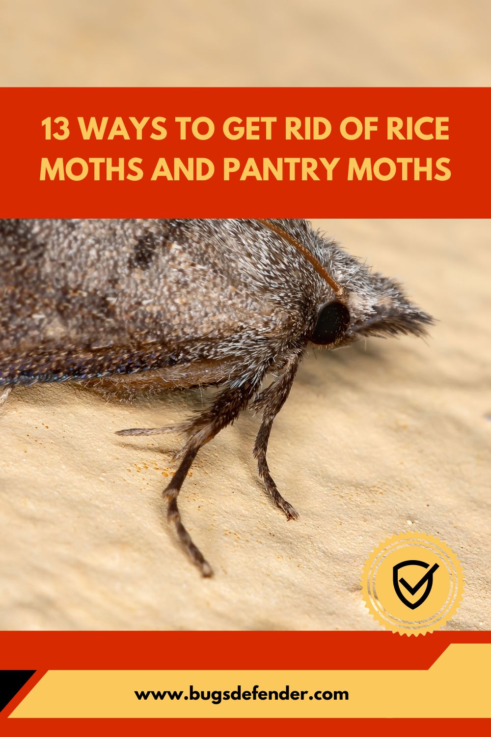 how to get rid of rice moths pin2