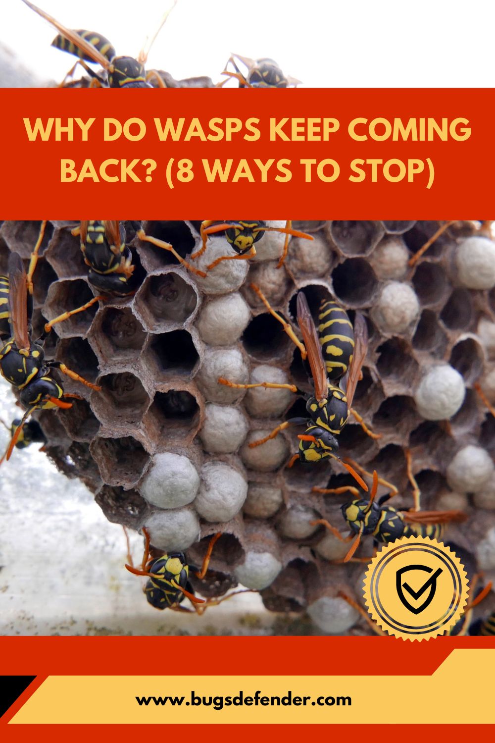how to keep wasps from building nests pin1