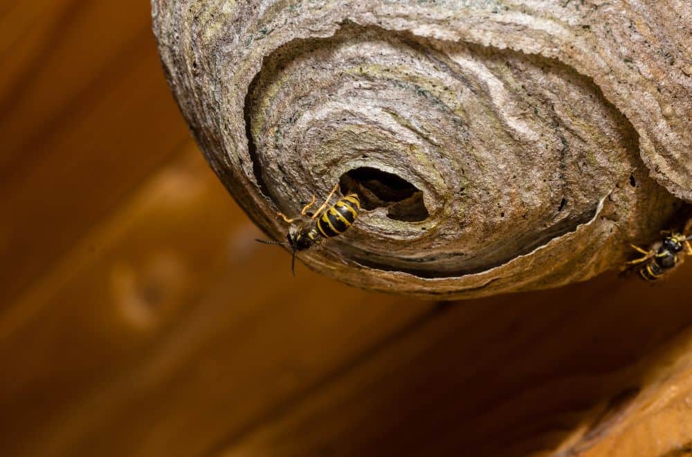 how to stop wasps from coming back1