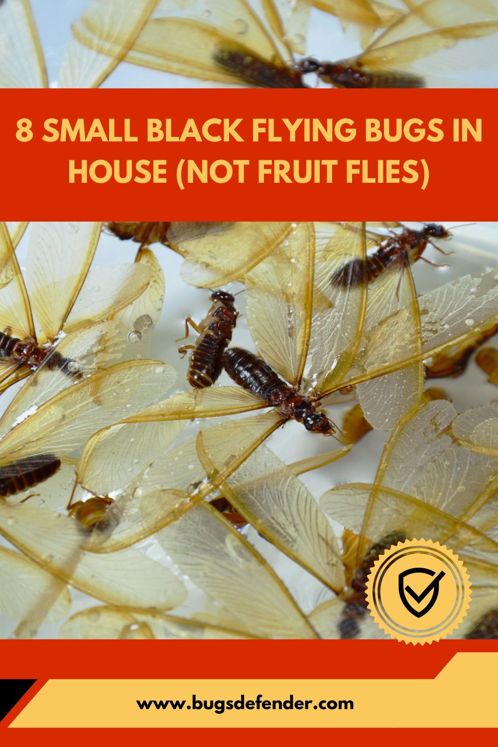 small black flying bugs in house not fruit flies pin1