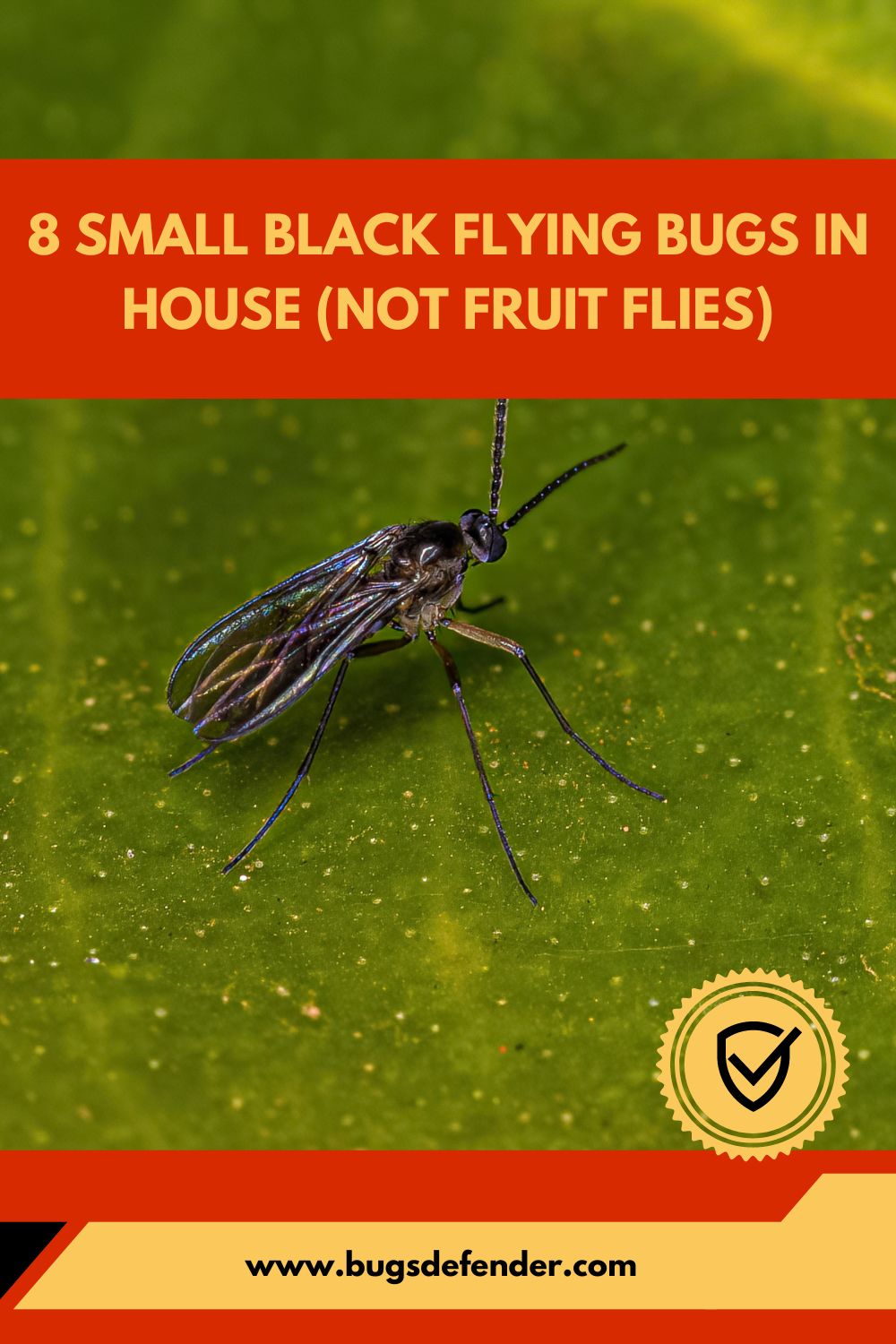 small black flying bugs in house not fruit flies pin2
