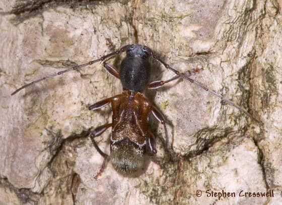 Ant-like Longhorn beetle 1