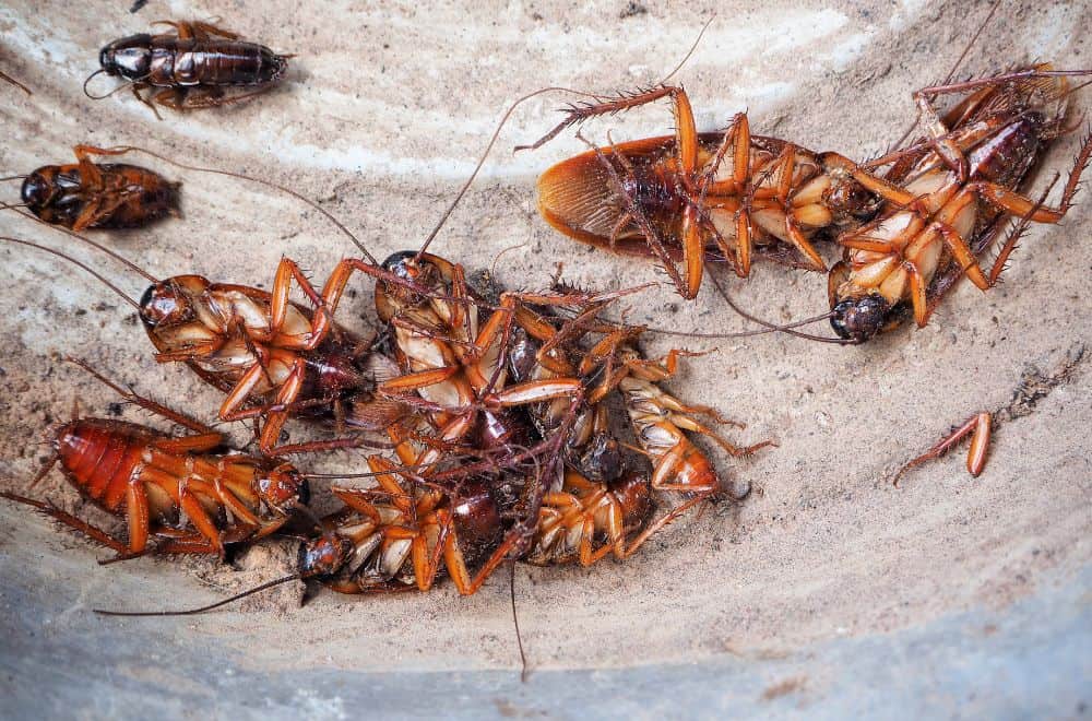 Baby cockroaches 1