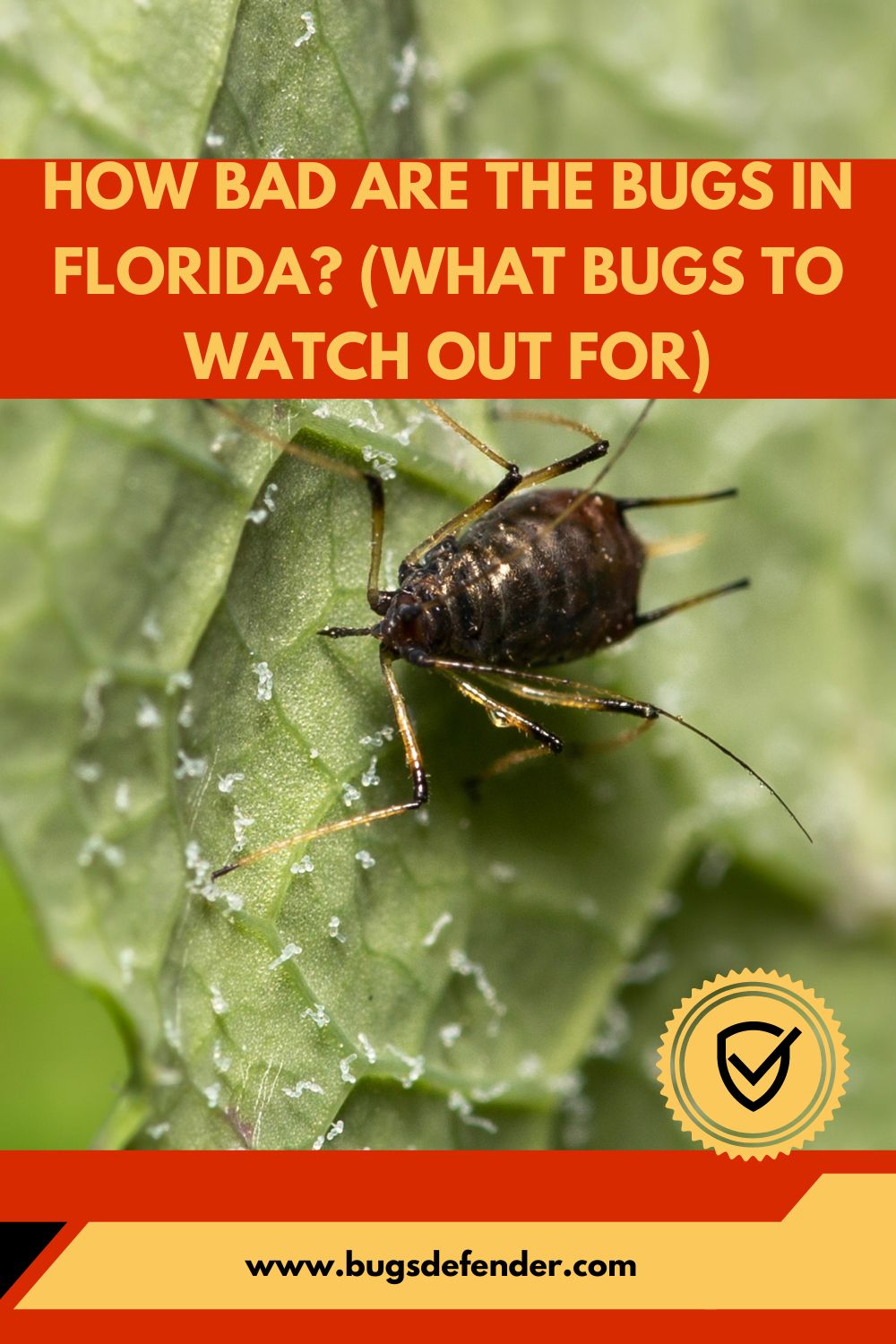 How Bad Are The Bugs In Florida? (What Bugs To Watch Out For) pin 2