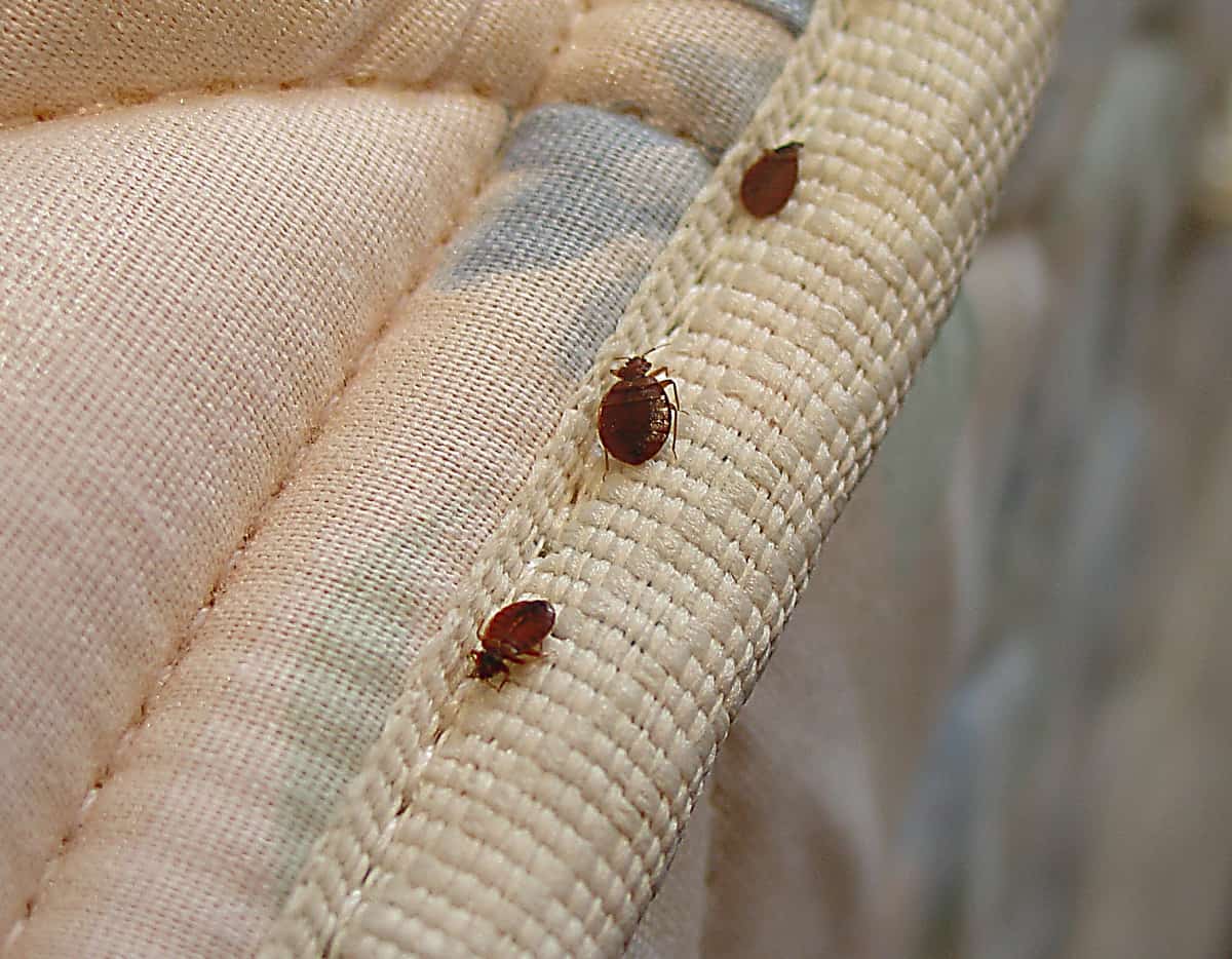 How Can You Tell If You Have a Bed Bug Infestation 1