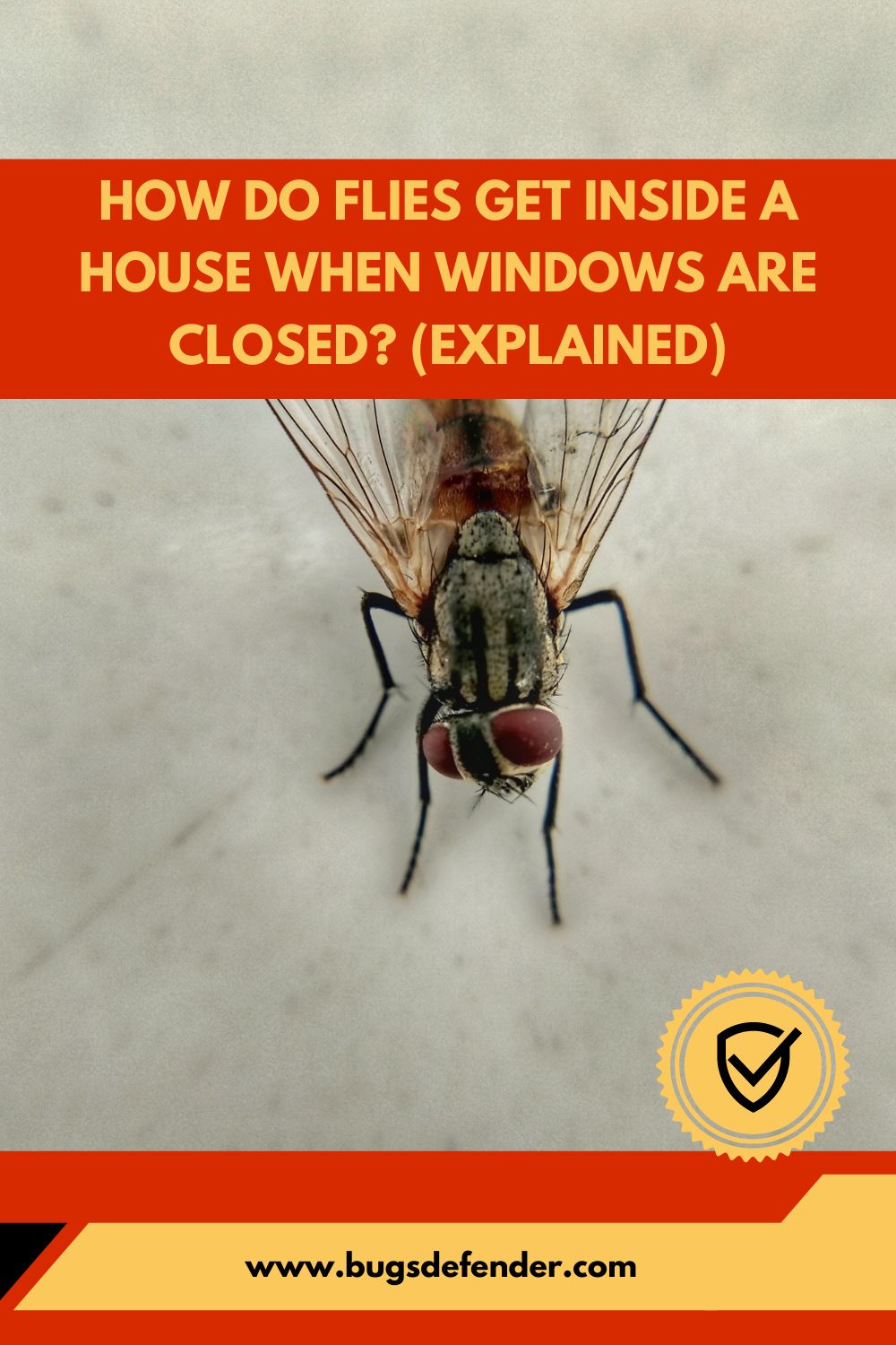 How Do Flies Get Inside A House When Windows Are Closed pin1