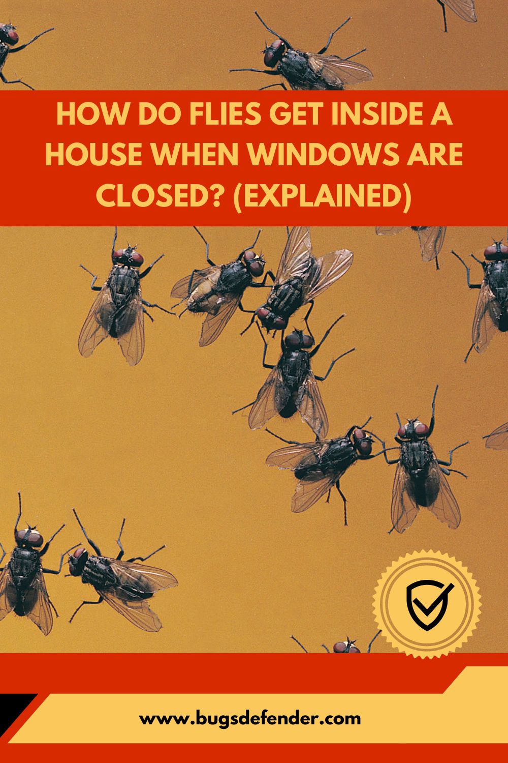 How Do Flies Get Inside A House When Windows Are Closed pin2
