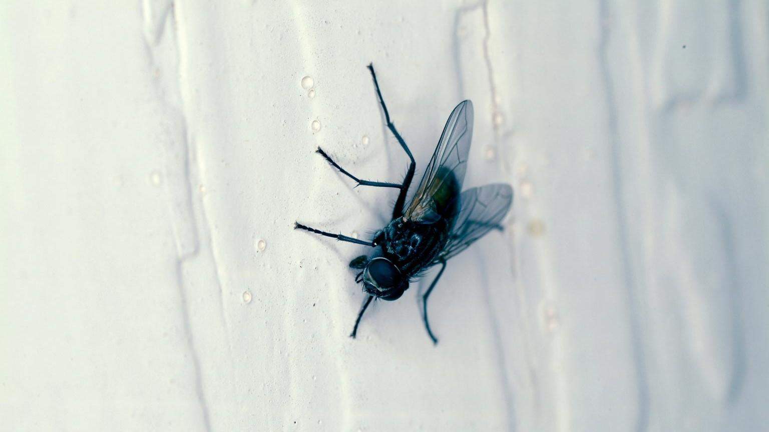 How To Get Rid Of Flies In Your House1