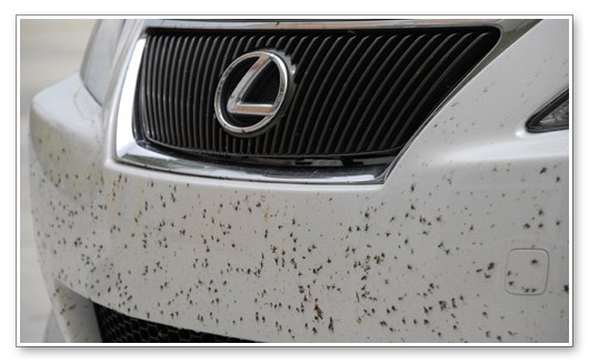 How bad is a carpet beetle infestation in a car 1