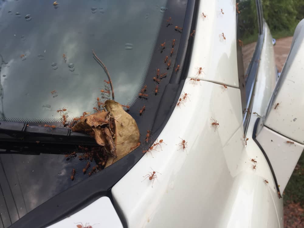 How to Get Rid of Little Black Bugs in Car