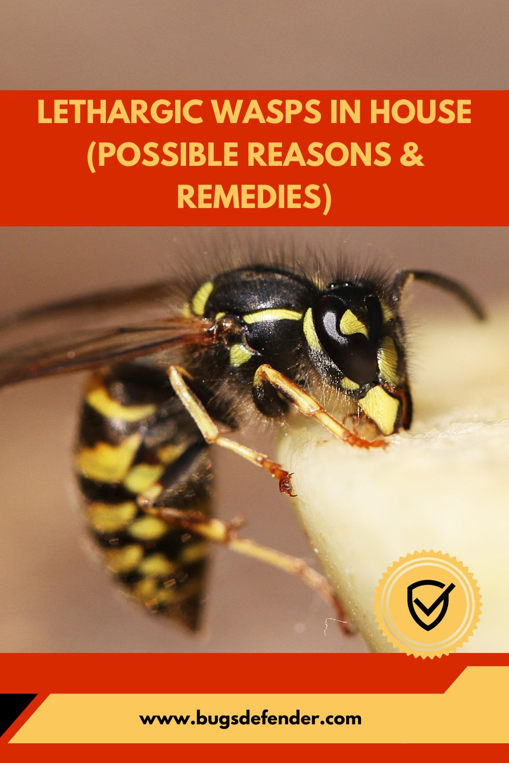 Lethargic Wasps In House pin1