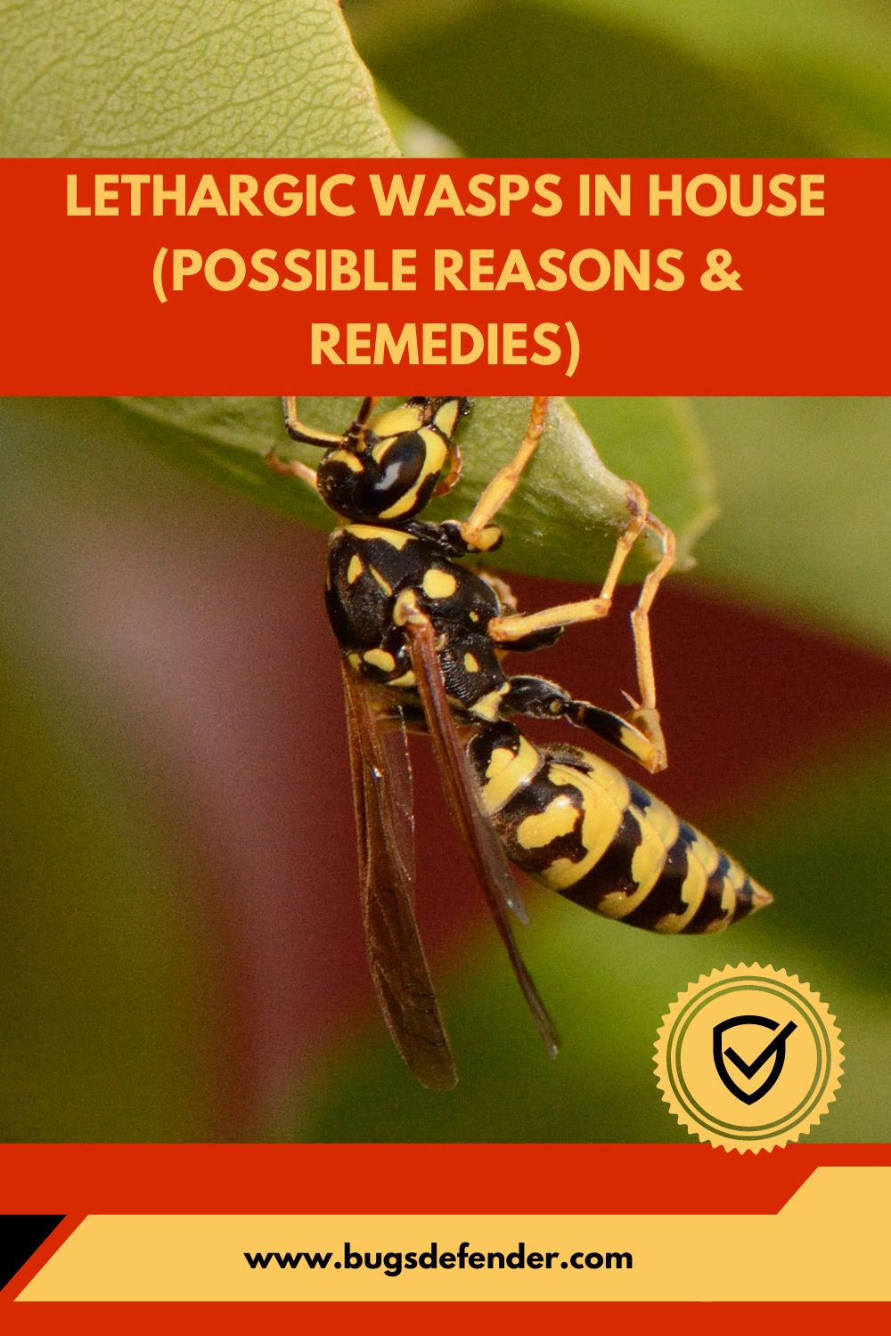 Lethargic Wasps In House pin2
