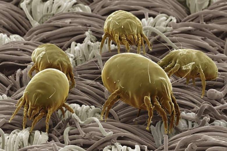 Skins Of Other Dust Mites1