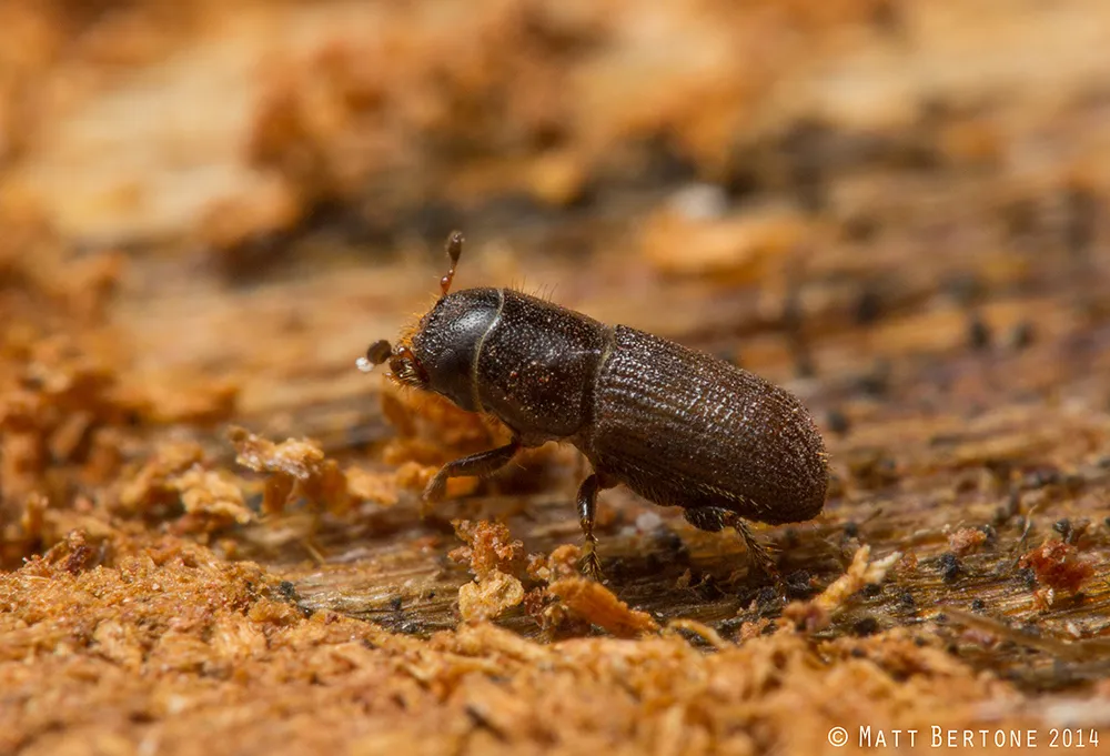 Southern Pine beetles 1