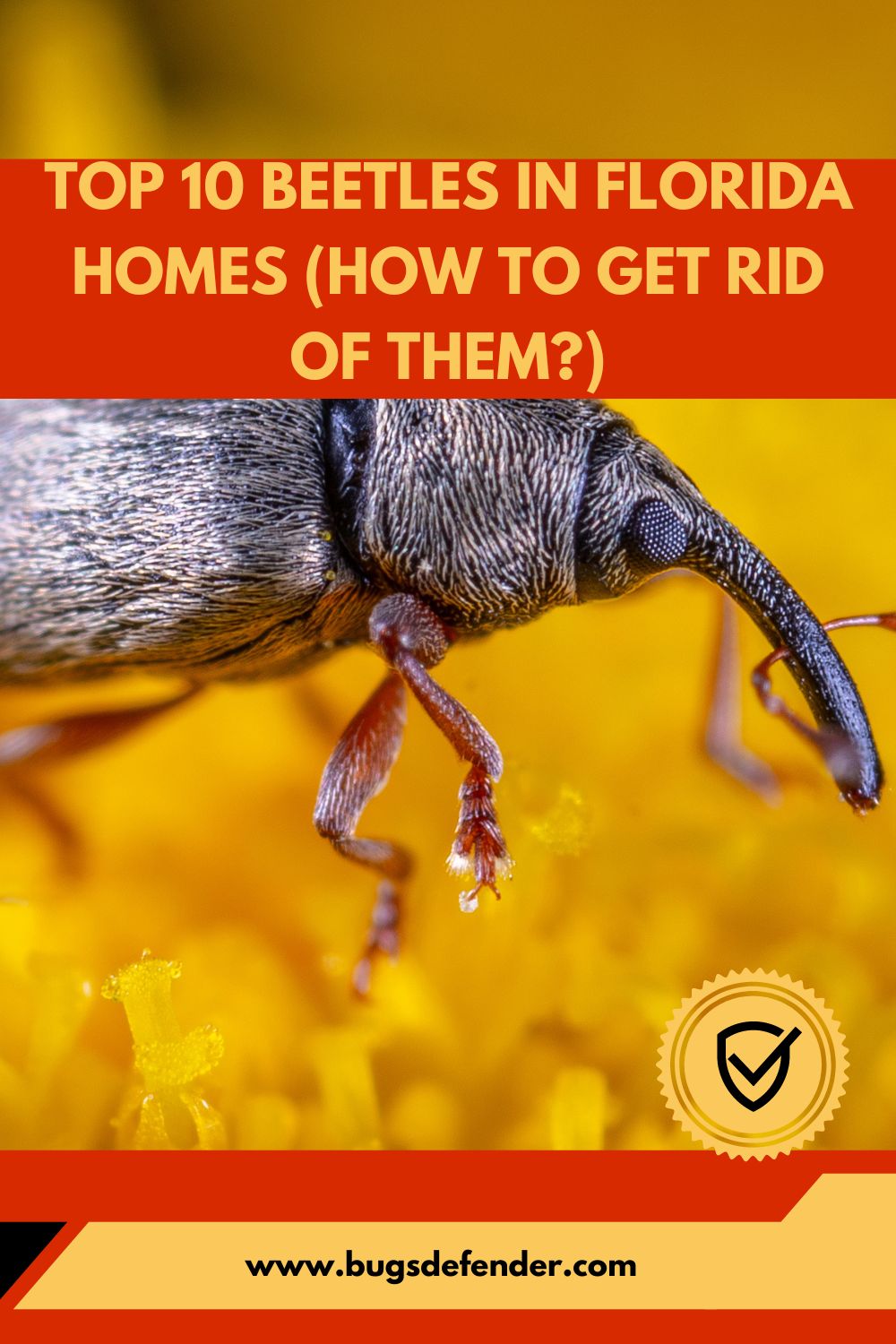Top 10 Beetles in Florida Homes (How to Get Rid of Them?) pin 1
