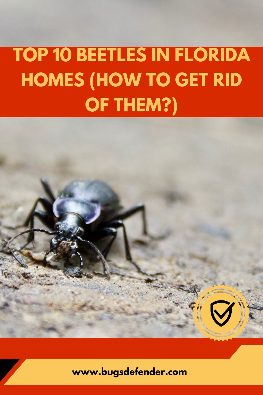 Top 10 Beetles in Florida Homes (How to Get Rid of Them?) pin 2