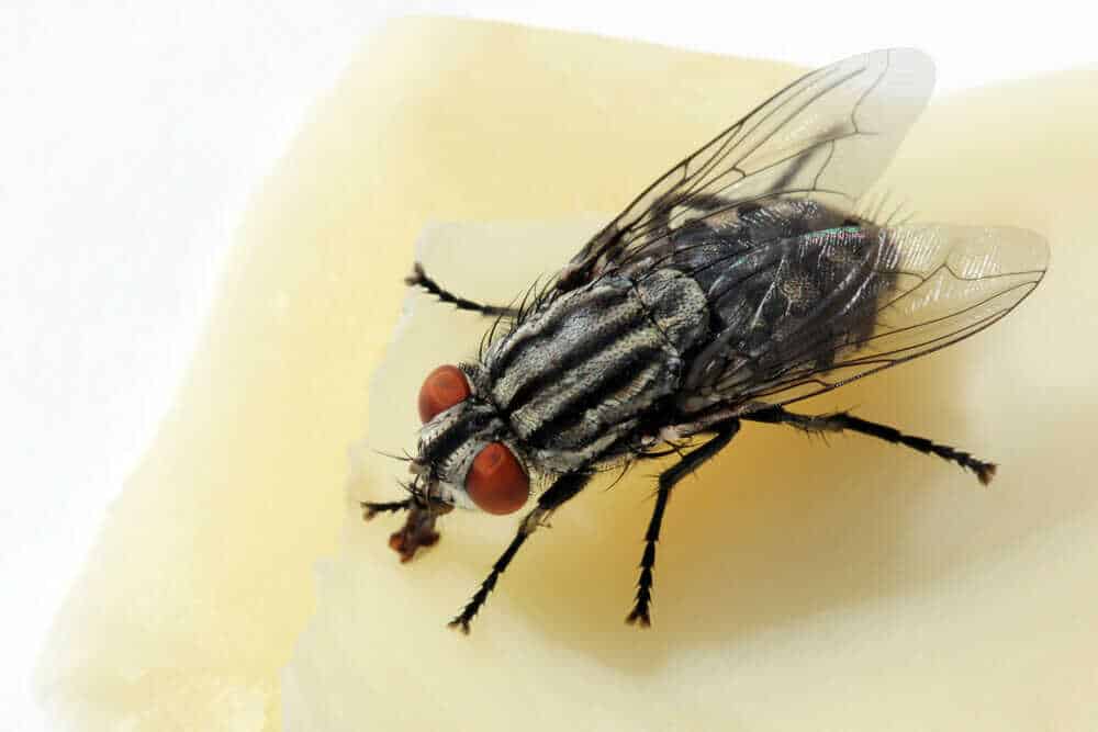 Use A Natural Fly Repellent1