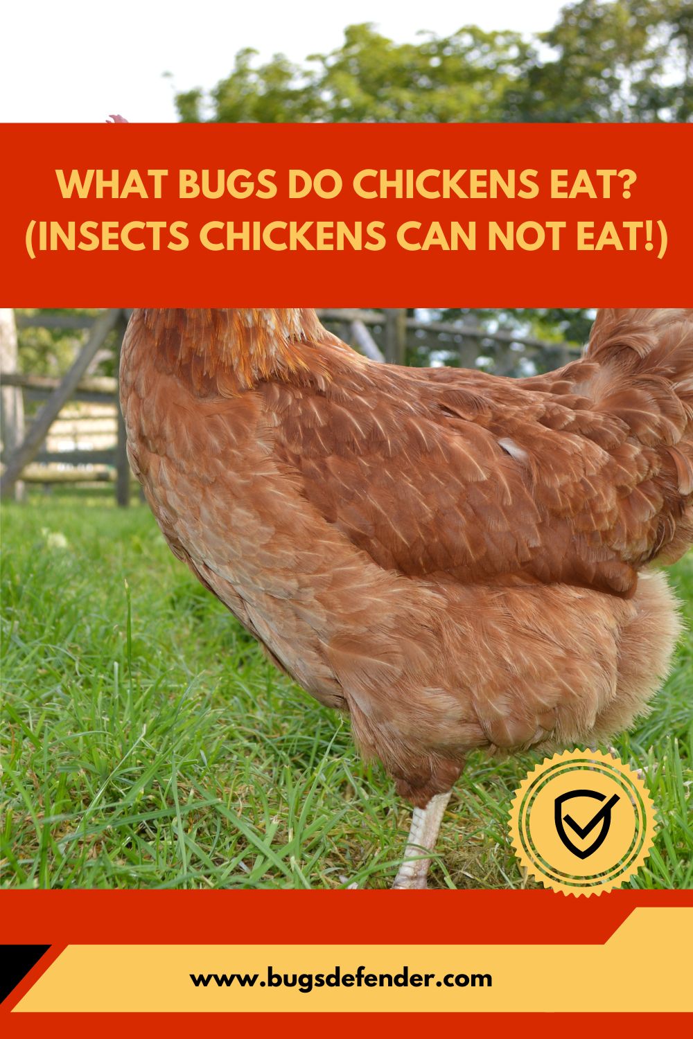 What Bugs Do Chickens Eat (Insects Chickens Can Not Eat!)pin1