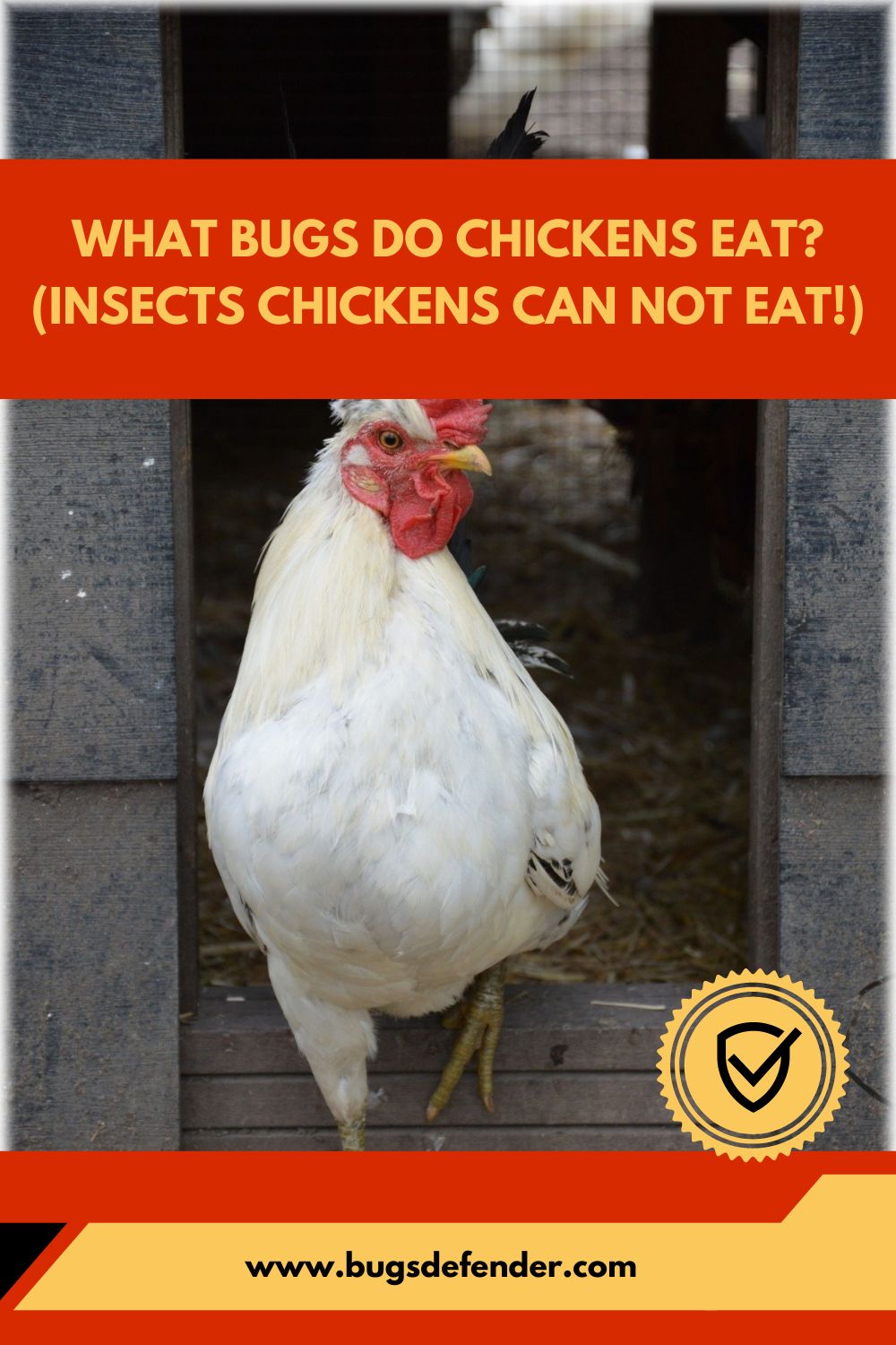 What Bugs Do Chickens Eat (Insects Chickens Can Not Eat!)pin2