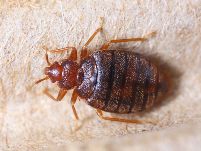 What Does a Bed Bug Look Like 1