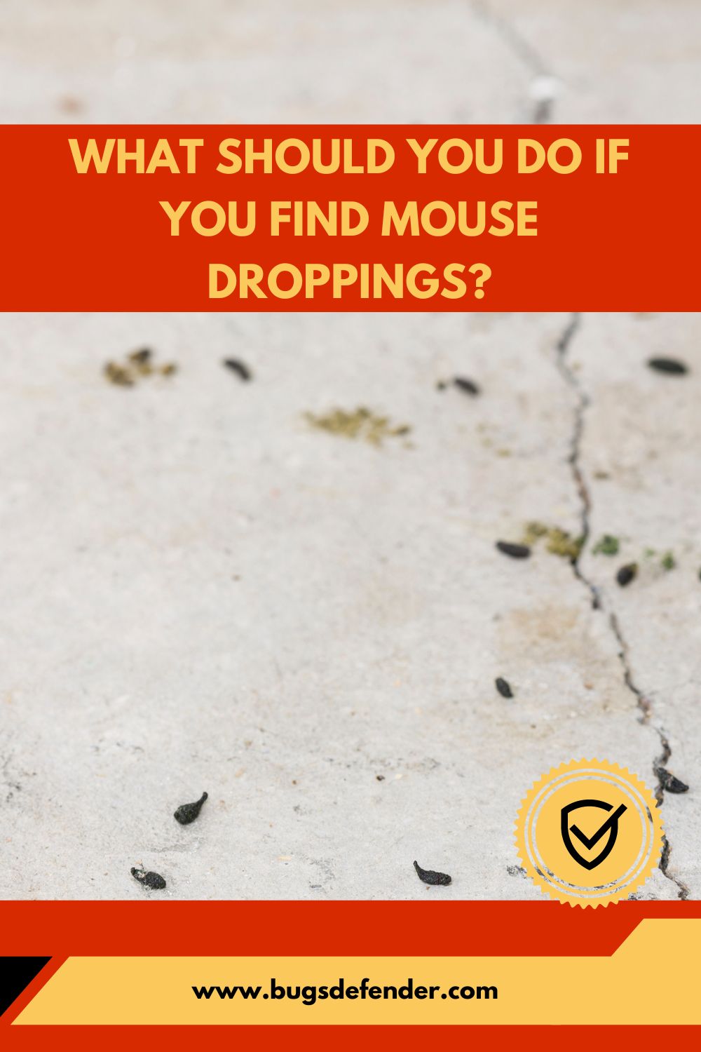 What Should You Do If You Find Mouse Droppings? pin1