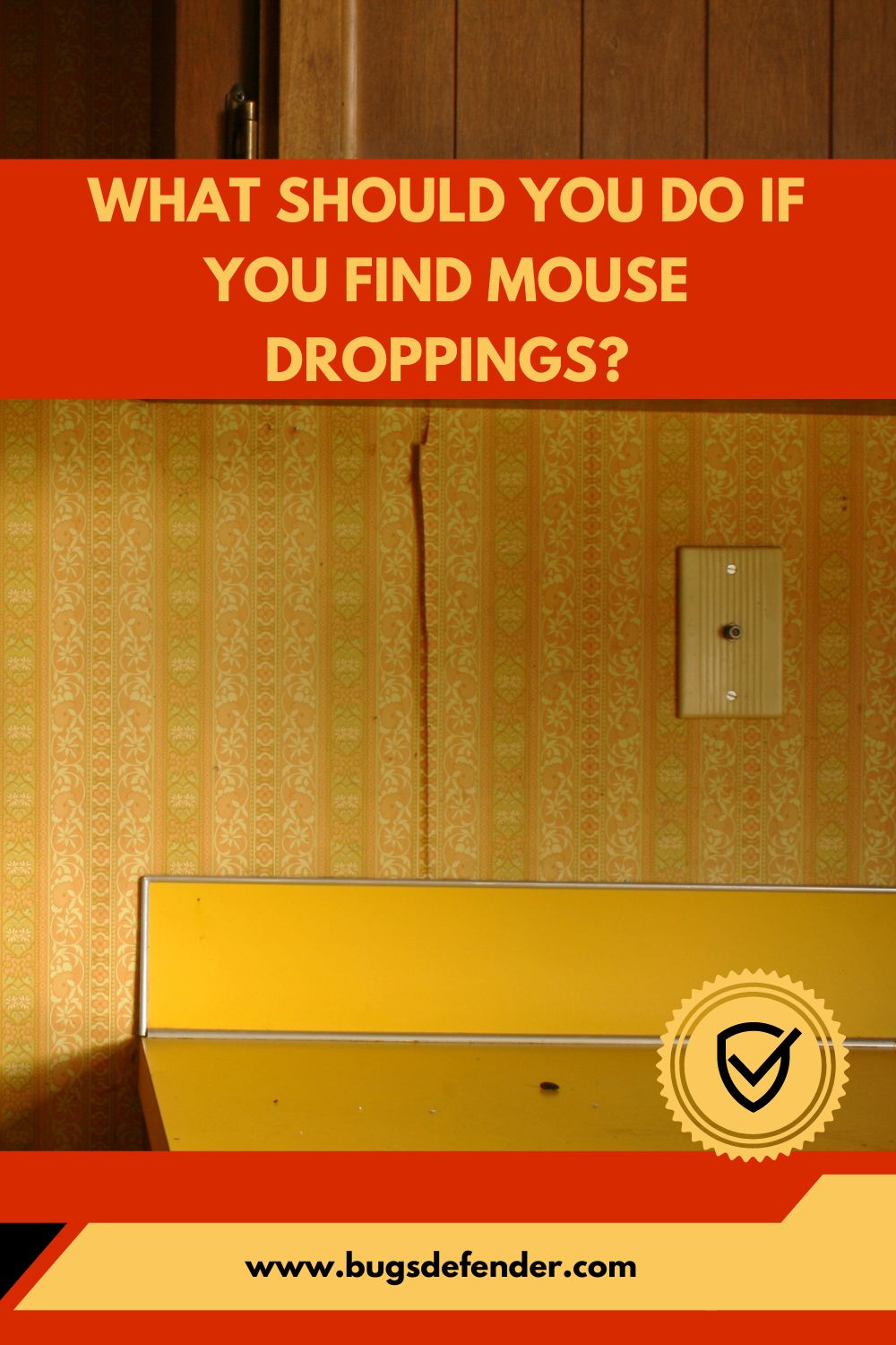 What Should You Do If You Find Mouse Droppings? pin2