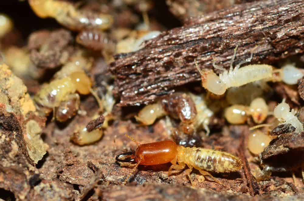 What are termites and how can you spot them?1