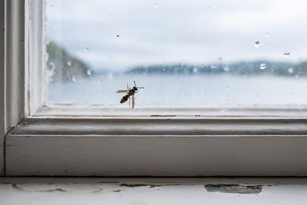 lethargic wasps in house