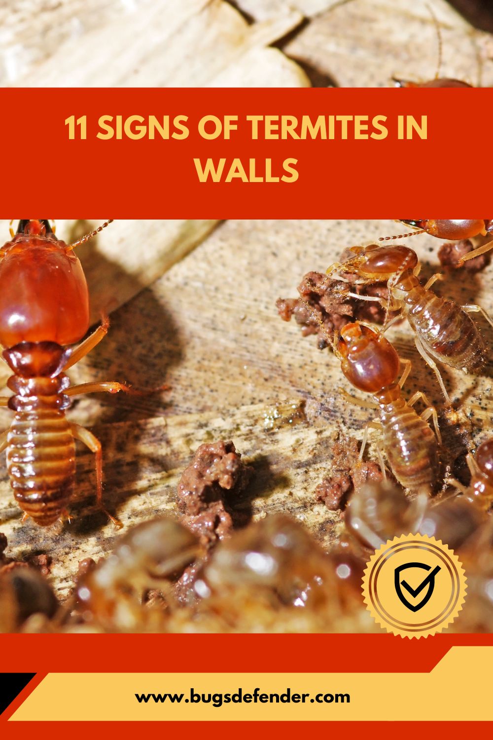 11 Signs of Termites in Walls pin1