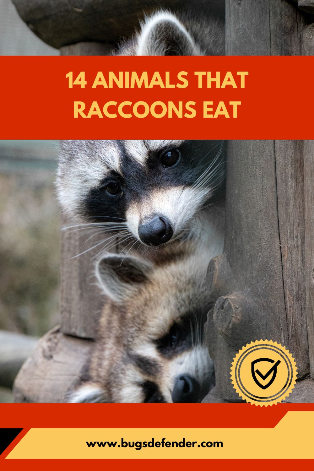 14 Animals That Raccoons Eat pin 1