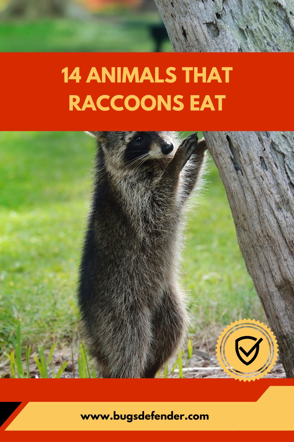 14 Animals That Raccoons Eat pin 2