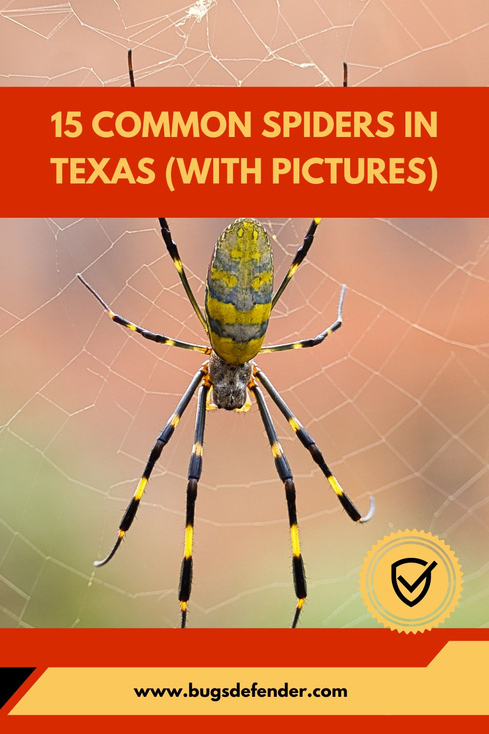 15 Common Spiders in Texas (with Pictures) pin 1