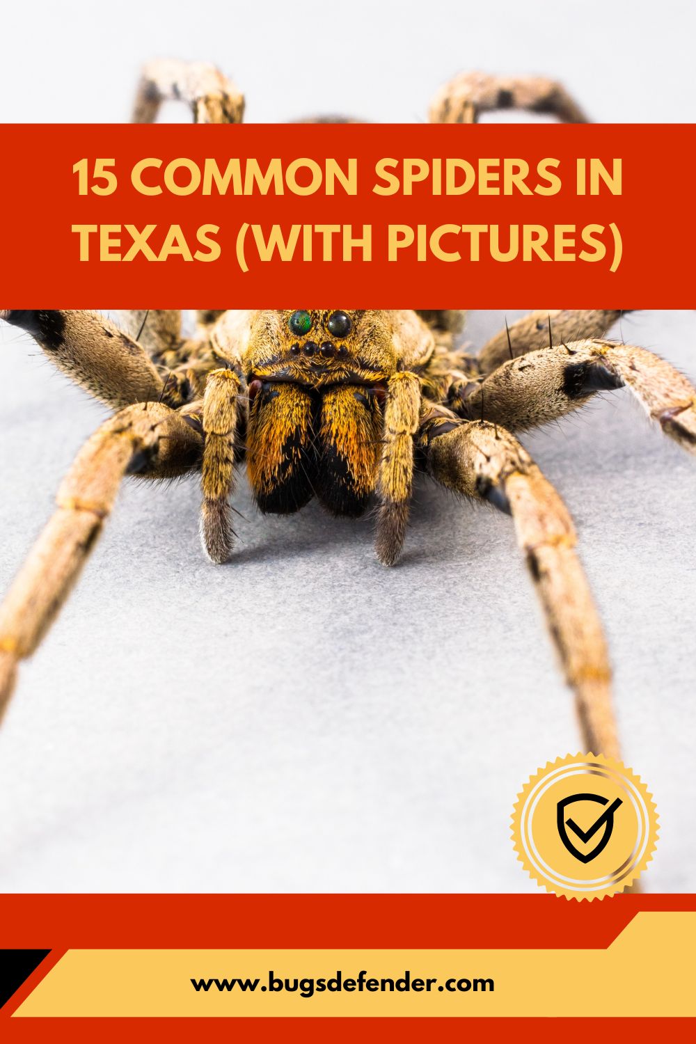 15 Common Spiders in Texas (with Pictures) pin 2