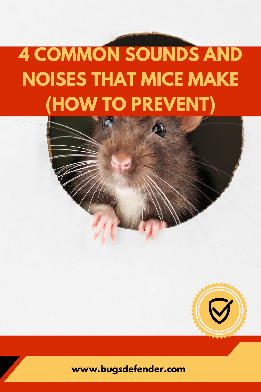 4 Common Sounds and Noises That Mice Make (How to prevent) pin 1