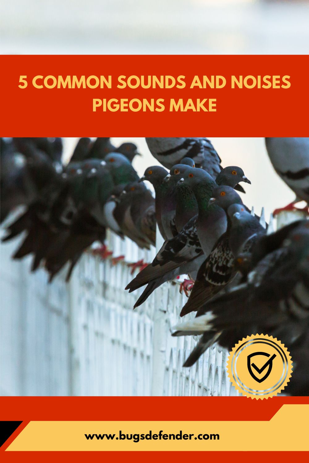 5 Common Sounds and noises pigeons make pin1